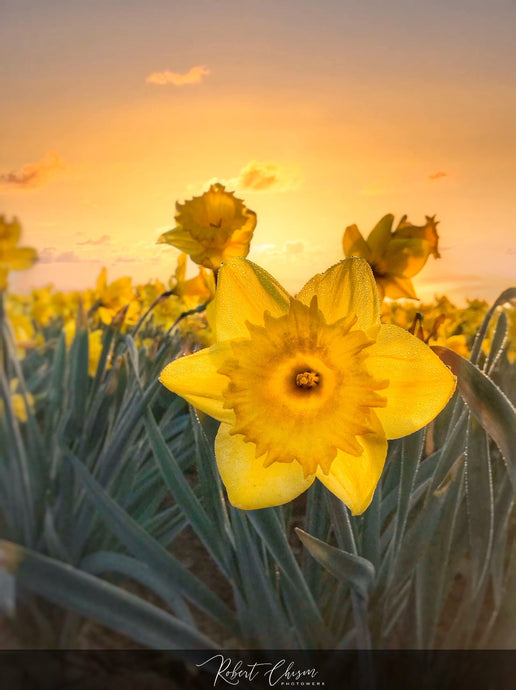 Daffodil Sunrise - Mt. Vernon, WA.