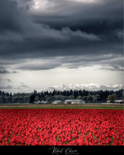 Load image into Gallery viewer, Tulip Fields, Mt. Vernon, WA
