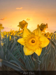 Daffodil Sunrise - Mt. Vernon, WA.