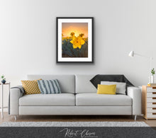 Load image into Gallery viewer, Daffodil Sunrise - Mt. Vernon, WA.